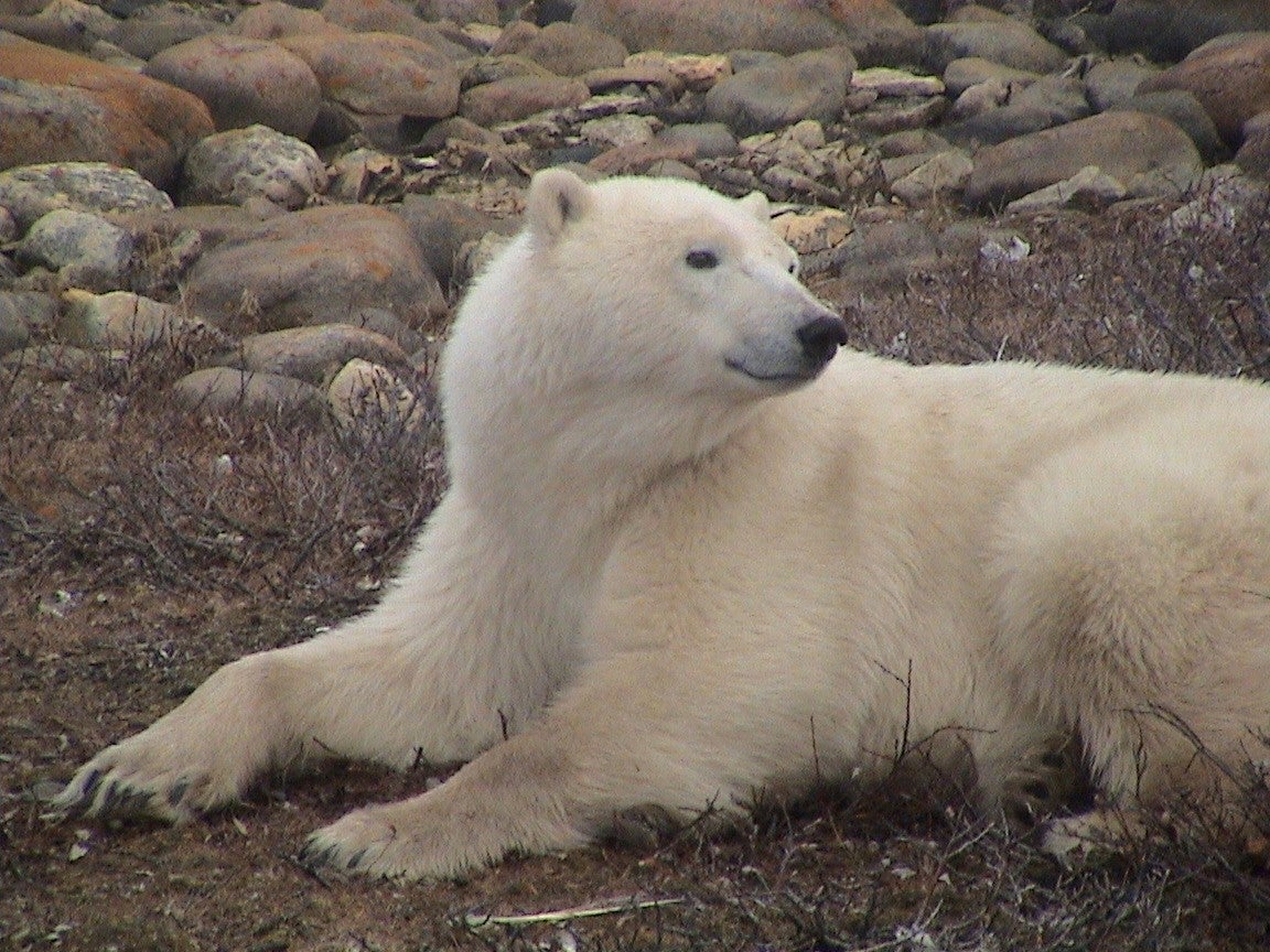 How long can polar bears summer on land? San Diego